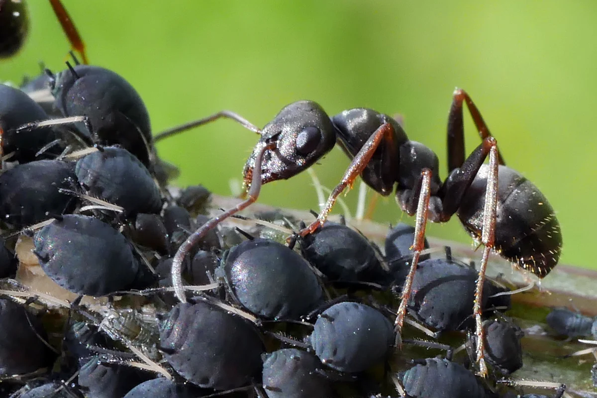 Fourmi parcourant une colonie de pucerons noirs serrés le long d'une tige